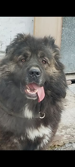 Сабака  вязка кавказец