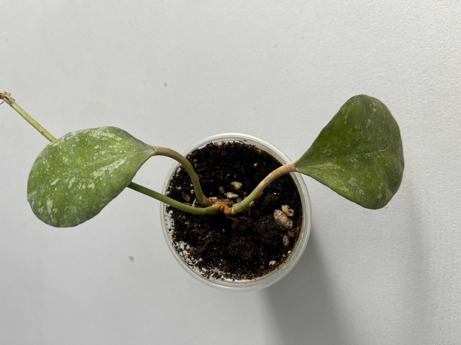 Хойи,  разные сорта