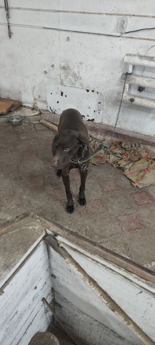 Курцхар 8 месяцев