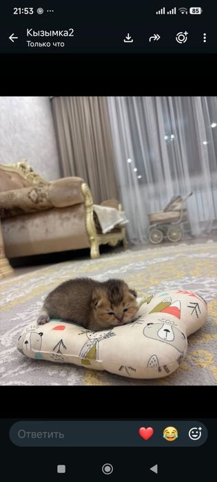 Продается шотландские шиншиллы