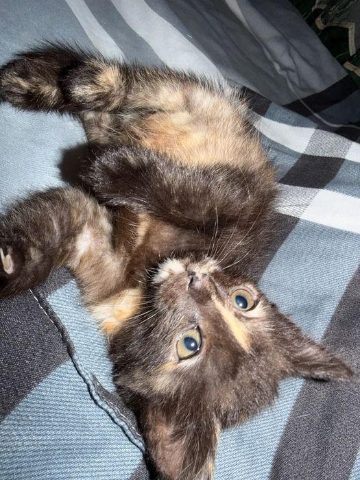 Красивые котята в добрые руки