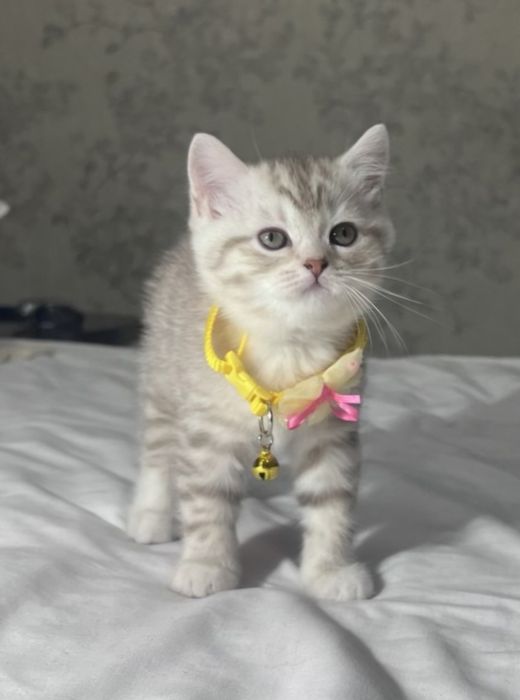 Мушук   болалари