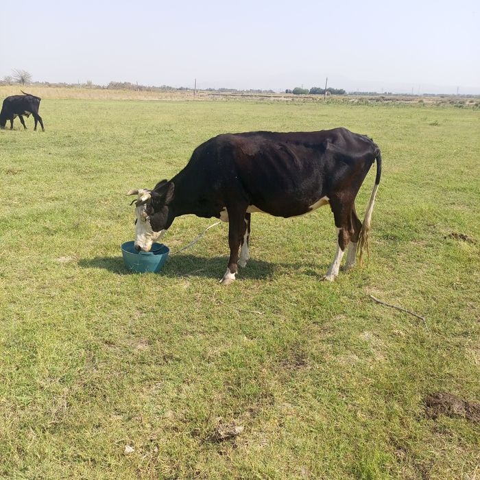 Natasha Guseva porno filmda