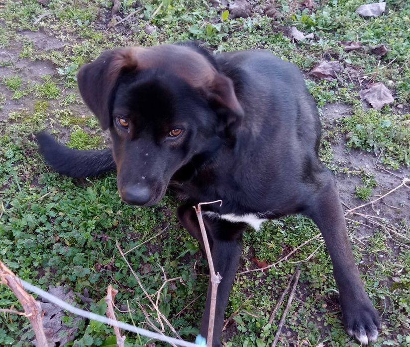 Мъжко куче търси дом