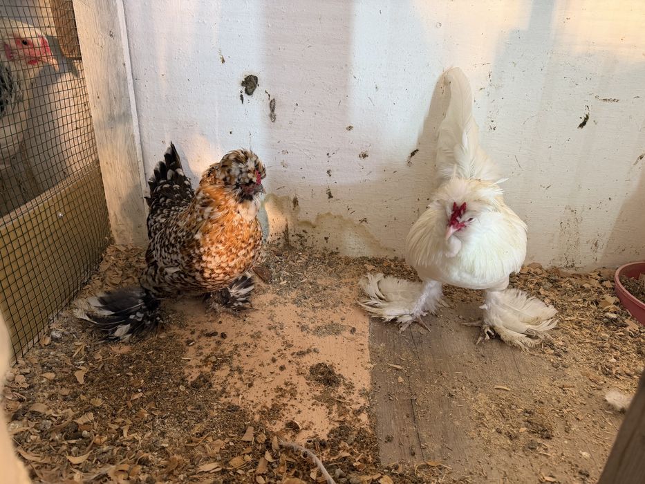 Продам карликовых кур