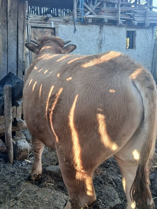 Vând taur. Vârsta 11 luni