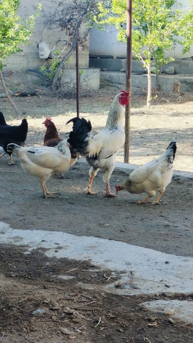 Бак,Уват хороз ва товук,Лар тухумлари сотилади 100% уругланган