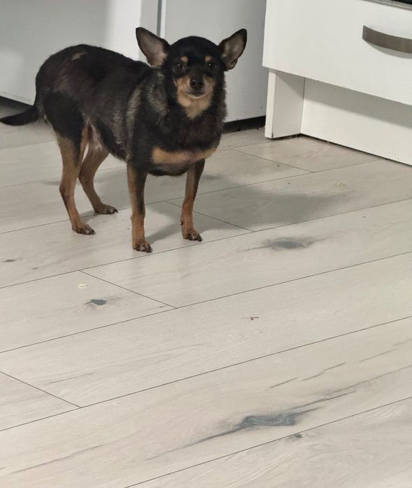 ПОДАРЯВАТ се ЗАЕДНО 2 мини пинчер/чихуахуа/подаряваме/