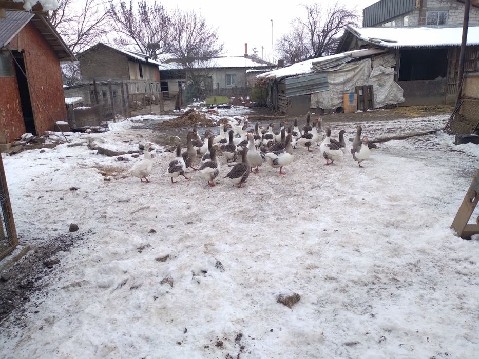 Vand gaste rasa comuna