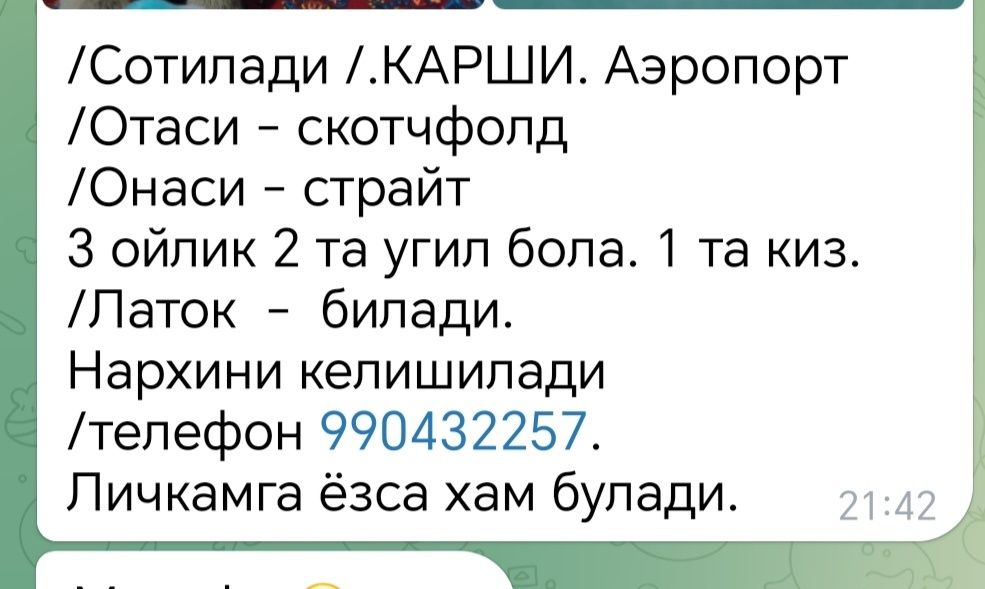 Скотч страйт котята