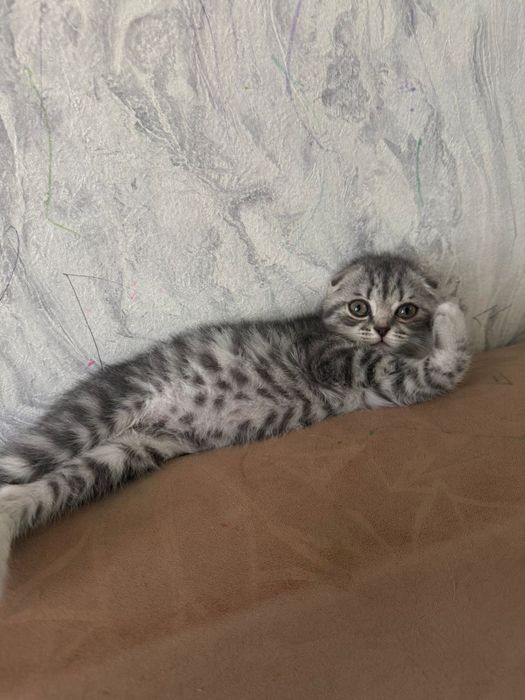 Котенок  веслоухий девочка