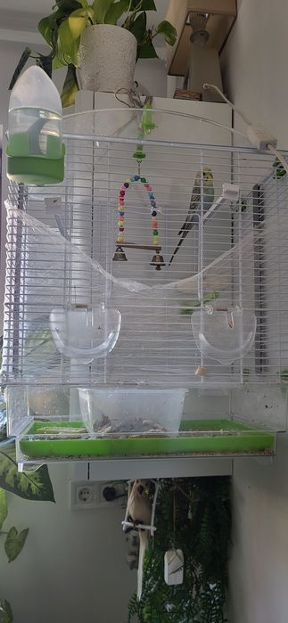 Vand colivie mare + pui perus mascul