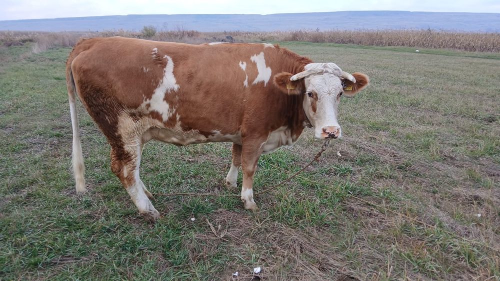 Junca Baltata romaneasca