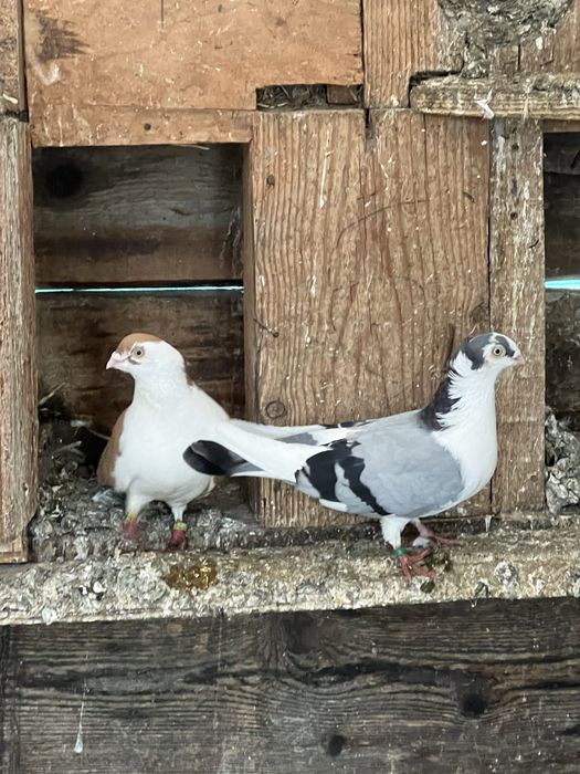 vand o pereche de galateni si o femela de roller