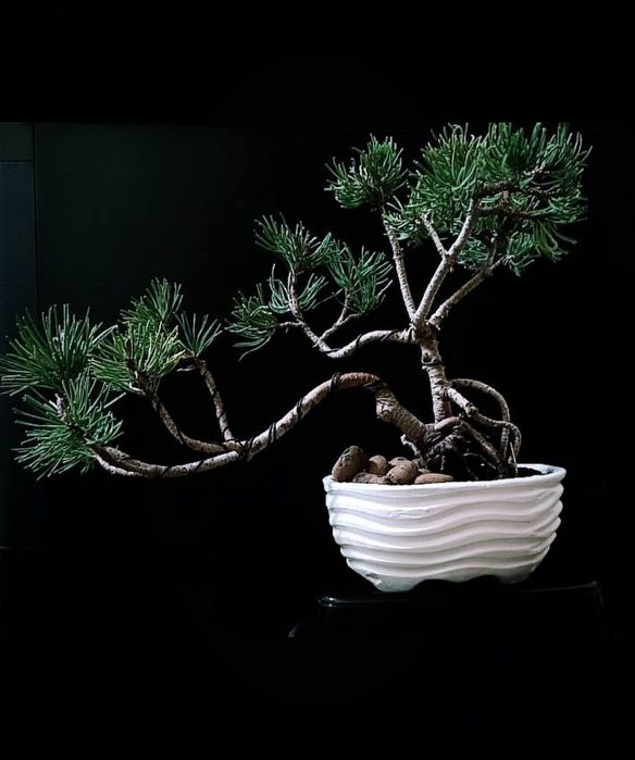 Бонсай в Ташкенте недорого