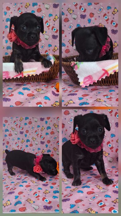 Щенок русский той терьер