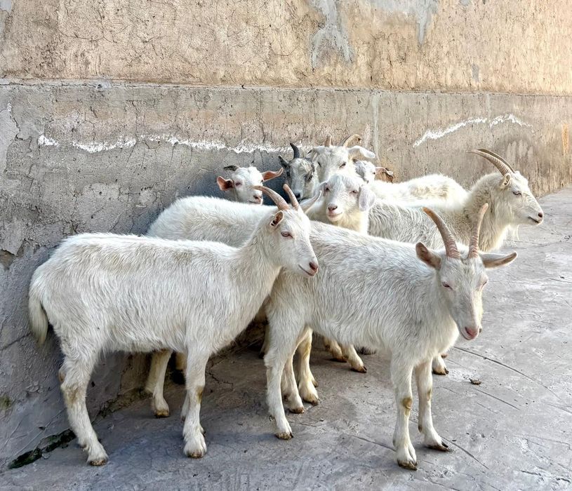 Союға семіз ешкілер ешкы ешкі коза козы