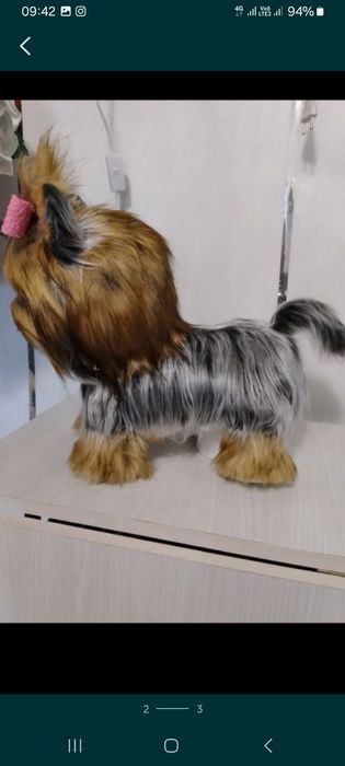 Продам  йоркширский терьер