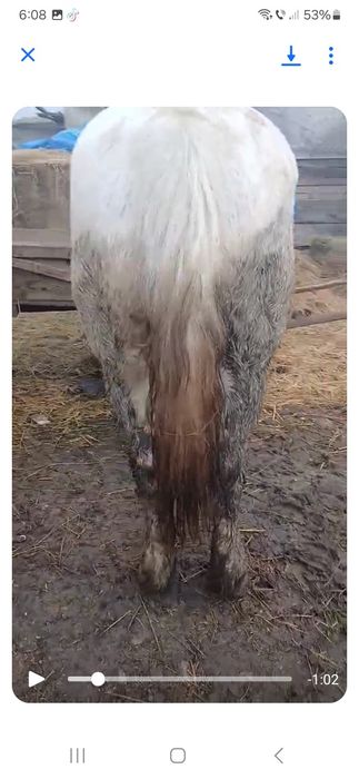 Vând 1 iapa neagra și un cal castrat