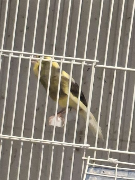 Canari Timbrado Clasic Continuu