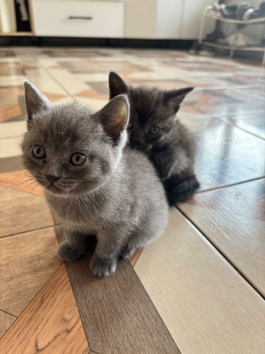 Котята британской породы