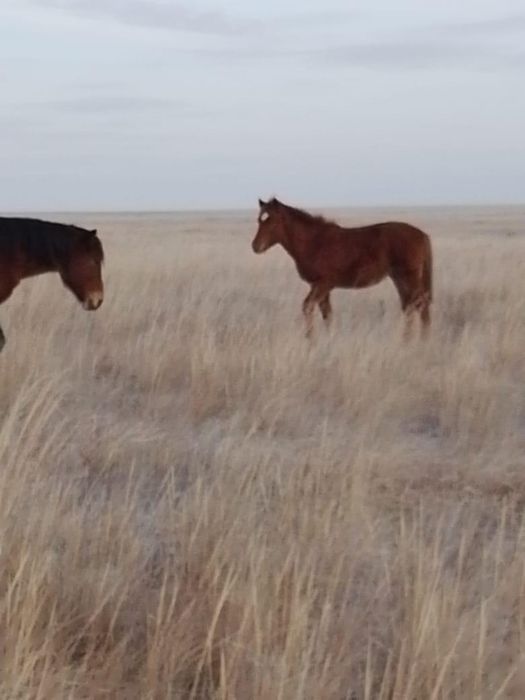 Продам 10 голов жеребят
