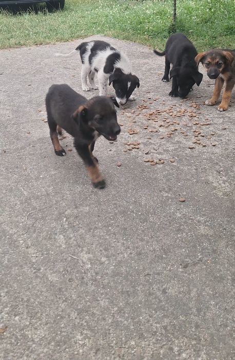 Donez cățeluși de curte
