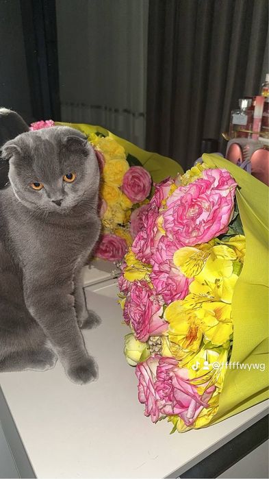 Шотландский вислоухий кот (Scottish Fold) для вязки