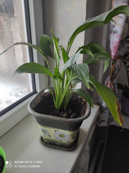 Цветы "Женское счастья"