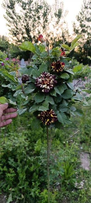 Продам штамповая розы