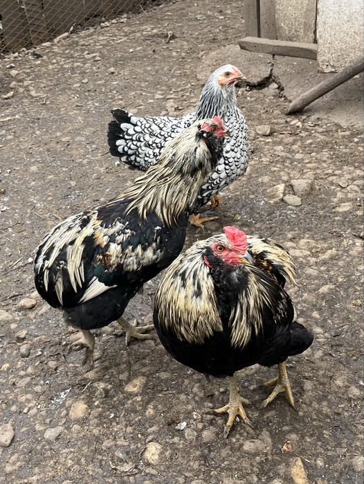 Vand cocosi araucana