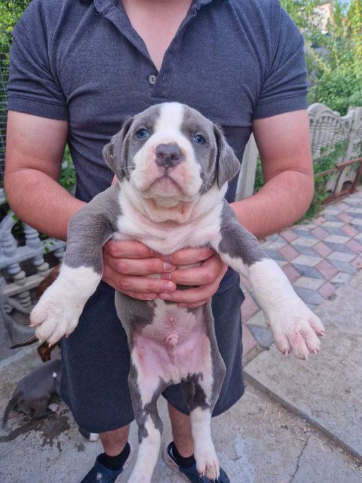 Продам щенков кубинский питбуль.