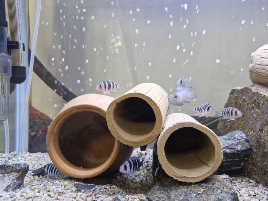 Frontoza Nort blue 4-5sm