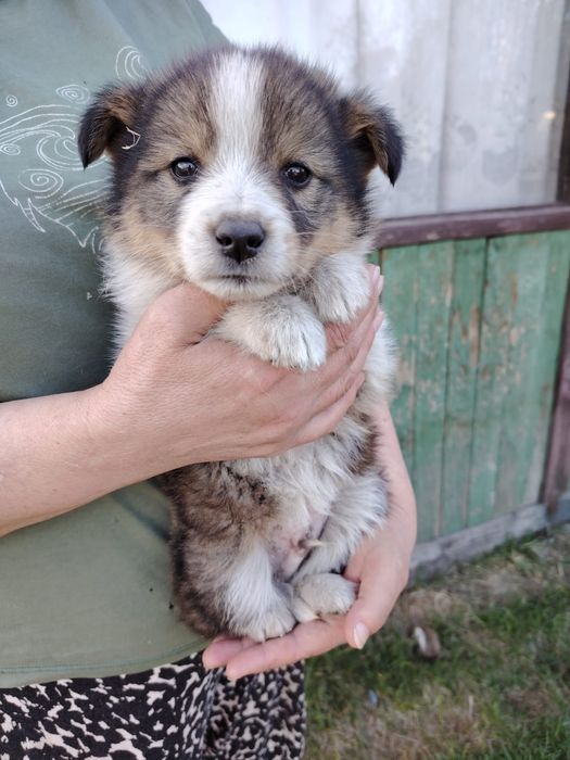 Отдам щенков 2,5 месяца