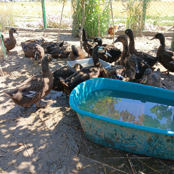 Rațe Rouen tineret  de 5 luni