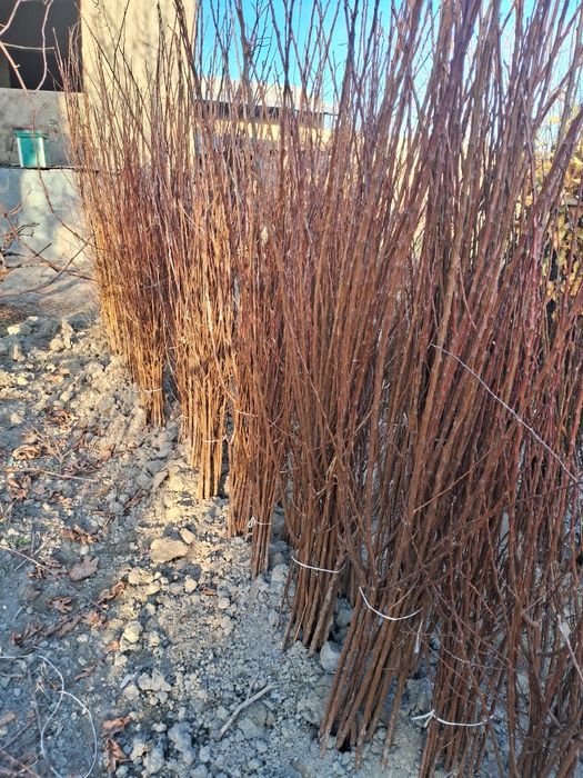 Har xil turdagi ko‘chatlar sotiladi