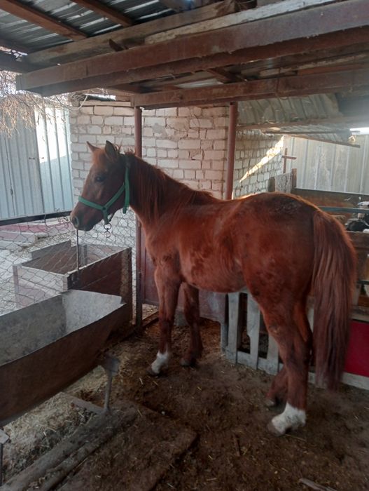 Ассалаумағалейкум осы құнаншықпа сатылады