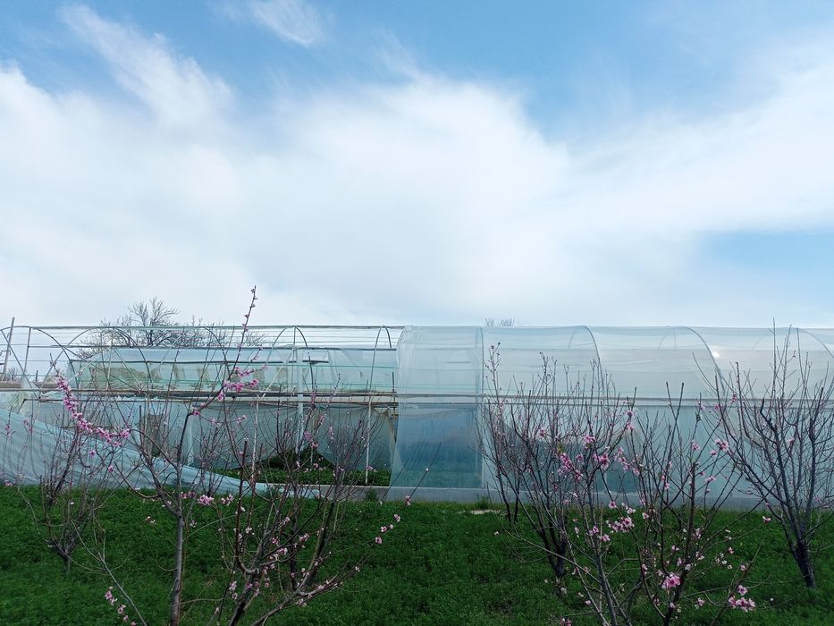 Парник 6 сотокли