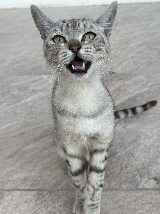 Породистая кошка