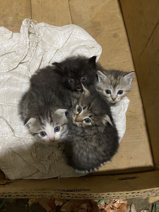 Шатлансикий мысктар