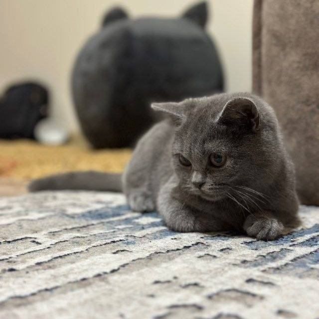 Scottish fold mushuk