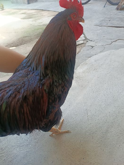 Barnaveldir sotiladi