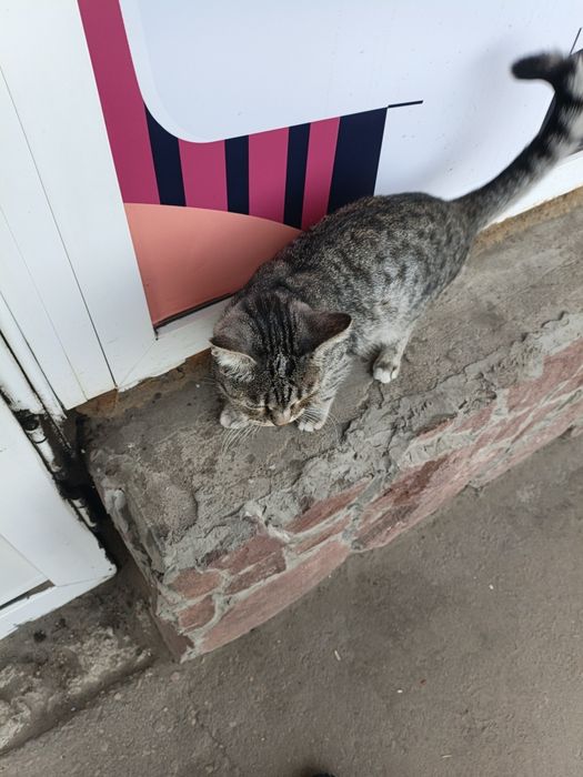 Срочно котику нужен дом.