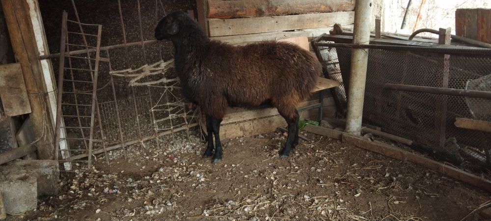 Қой мен Шібіш сатылады