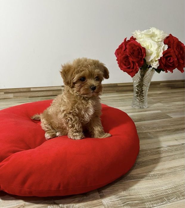 Maltipoo mini toy