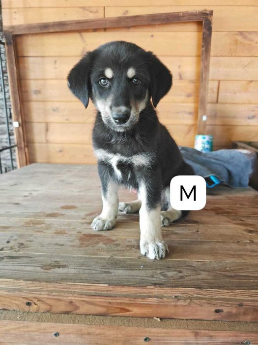 отдам в хорошие руки