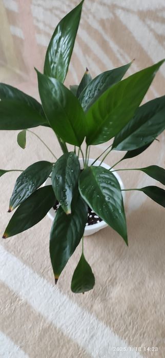 Продам  молодые суккуленты