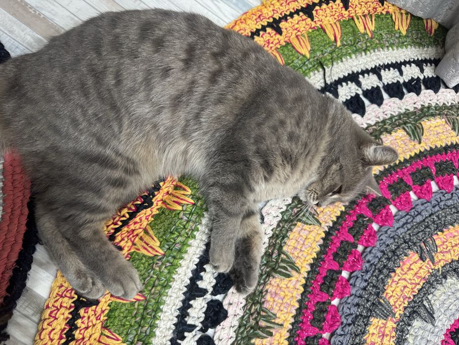 Кошечка ищет дом