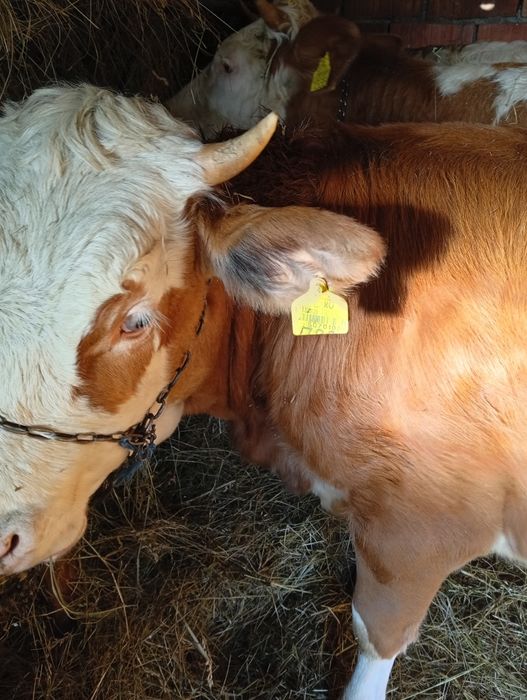 De vânzare o junincă