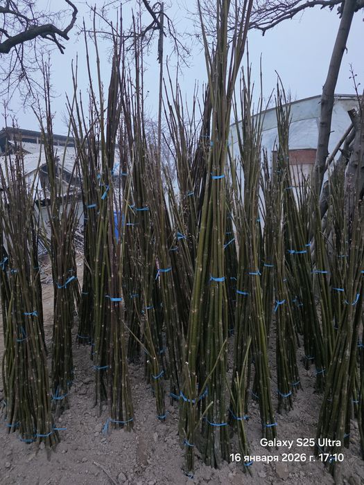 Павлоня кучатлари сотилади